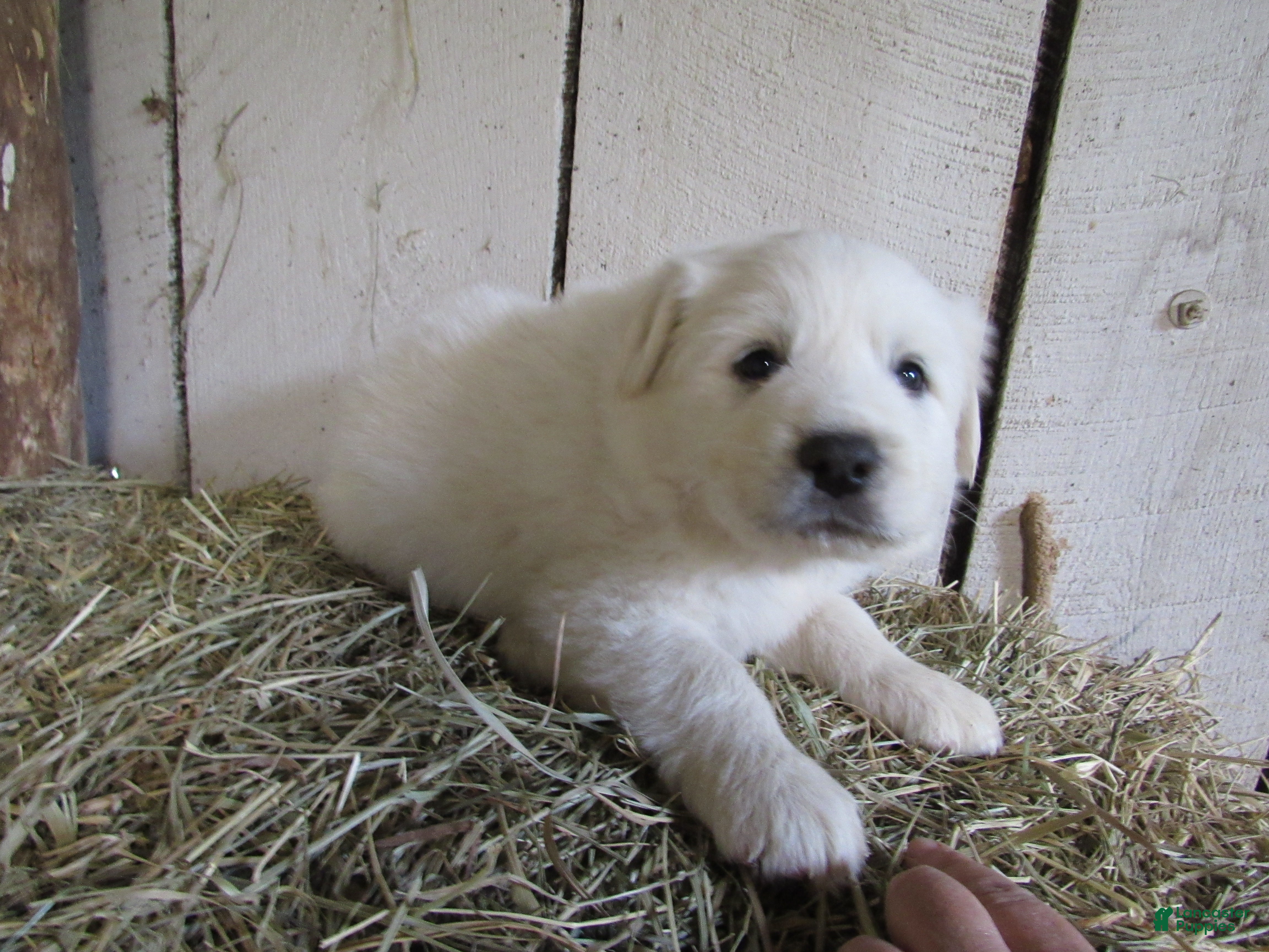 Great Pyrenees dogs Great Pyrenees Puppy 3 Female Red Collar - Ad 1