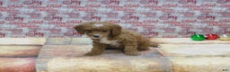 Goldendoodle dogs for sale: Mini Gracie - Ad 6