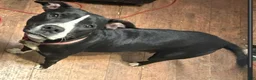 Mixed Breed dogs for sale: Baby Boy  4 - Ad 4