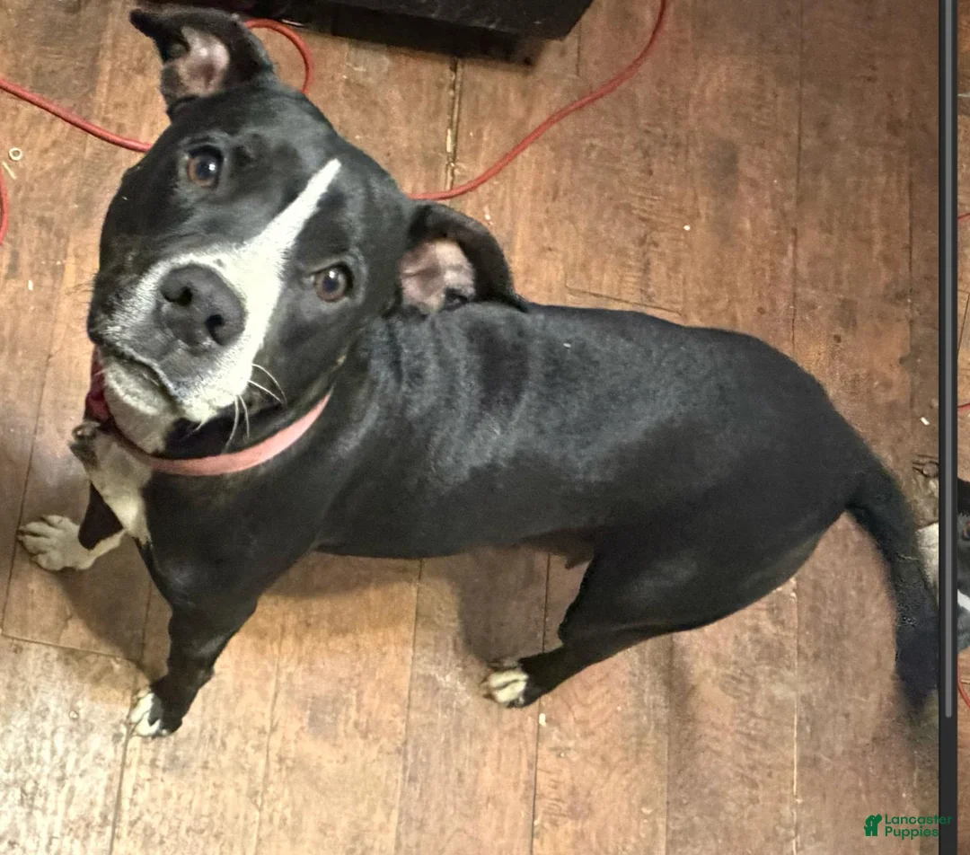 Mixed Breed dogs for sale: Baby Boy 3 - Ad 2