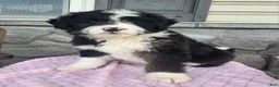 Mini Aussiedoodle dogs for sale: Chloe  - Ad 7