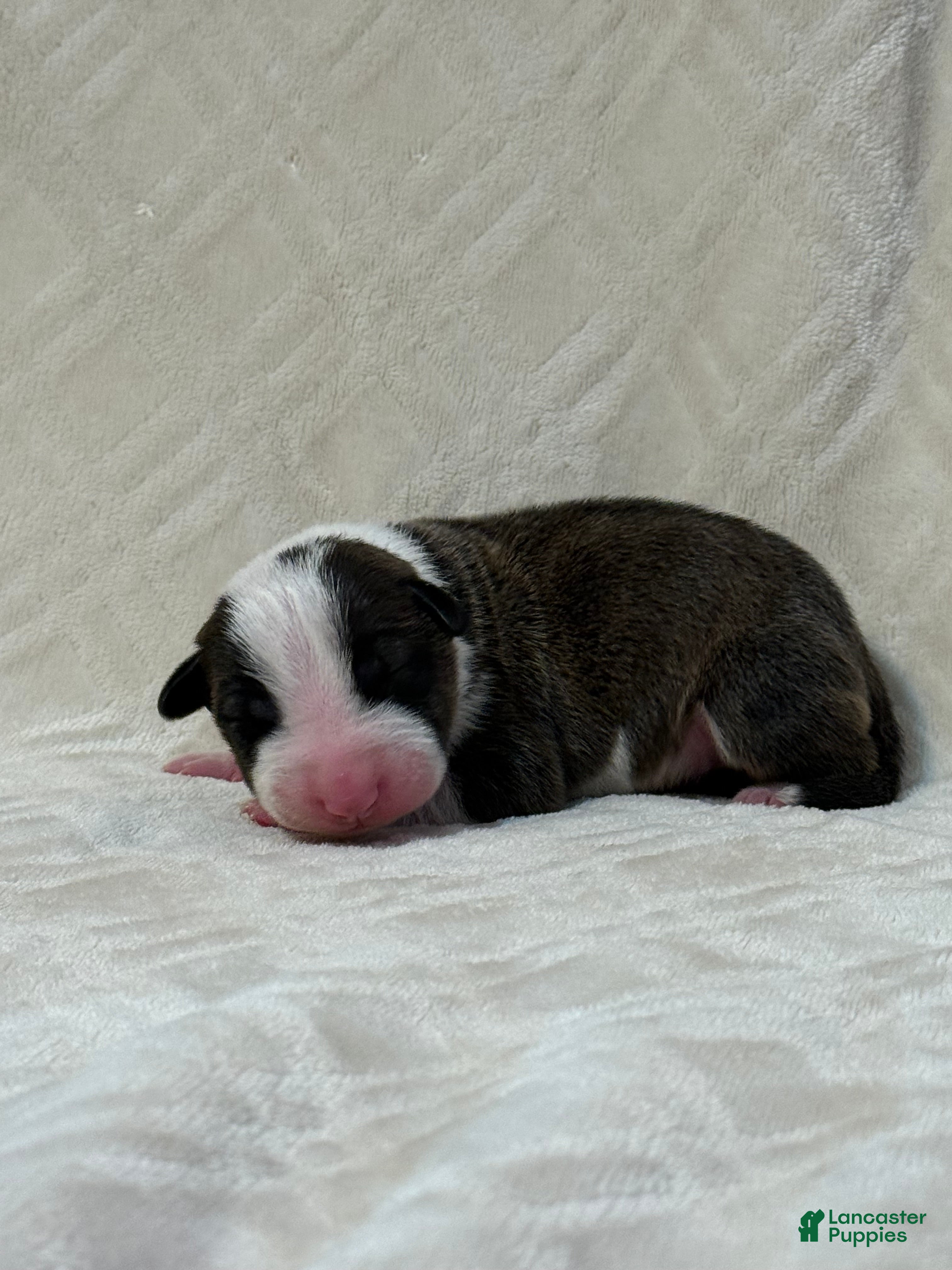 Bull Terrier dogs for sale: BOY 1 - Ad 1