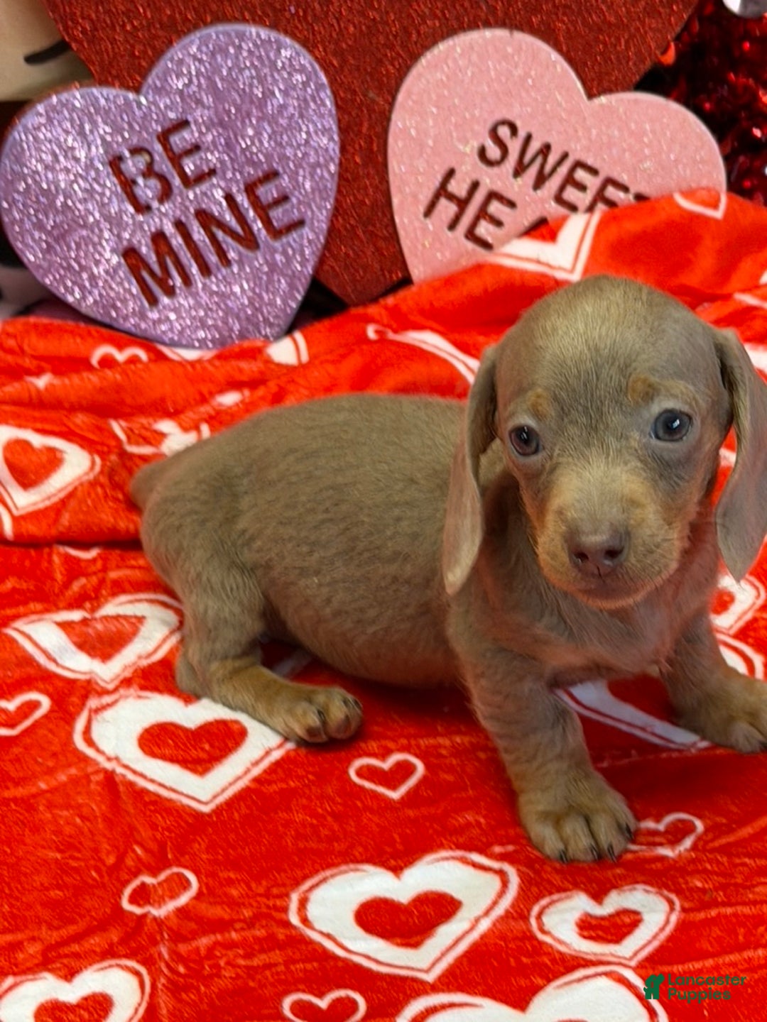 Miniature Dachshund dogs for sale: Molly - Ad 3