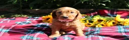 Mixed Breed dogs for sale: Posey - Irish Goldendoodle  - Ad 30