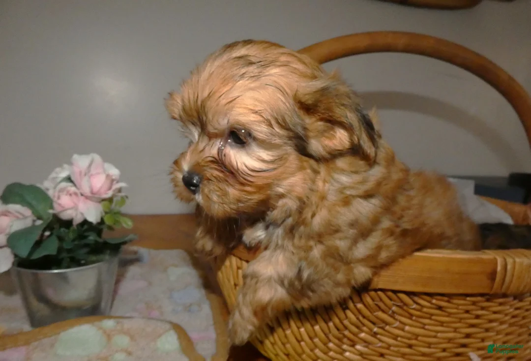 Morkie dogs for sale: Morkie Puppy 1 Scooter - Ad 2