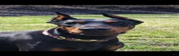 Doberman Pinscher dogs for sale: CANYON - Ad 2