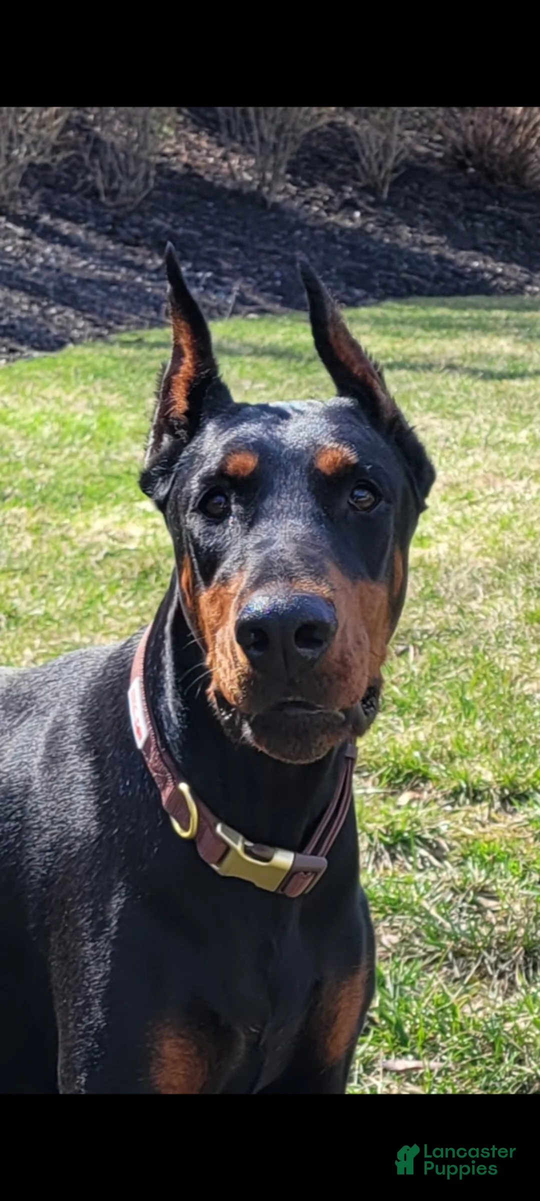 Doberman Pinscher dogs for sale: CANYON - Ad 2