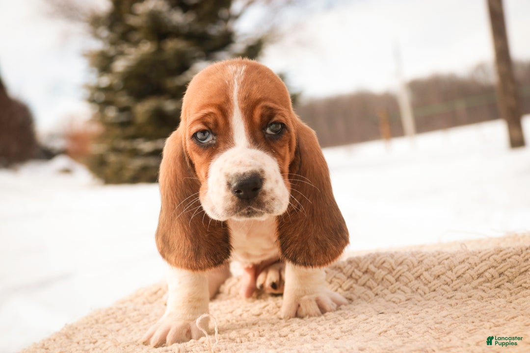 Basset Hound dogs for sale: Arturo - Ad 9