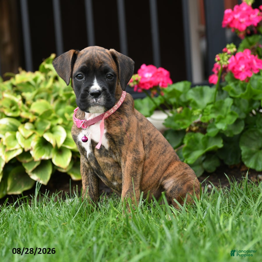 Boxer dogs Hunter - Ad 1