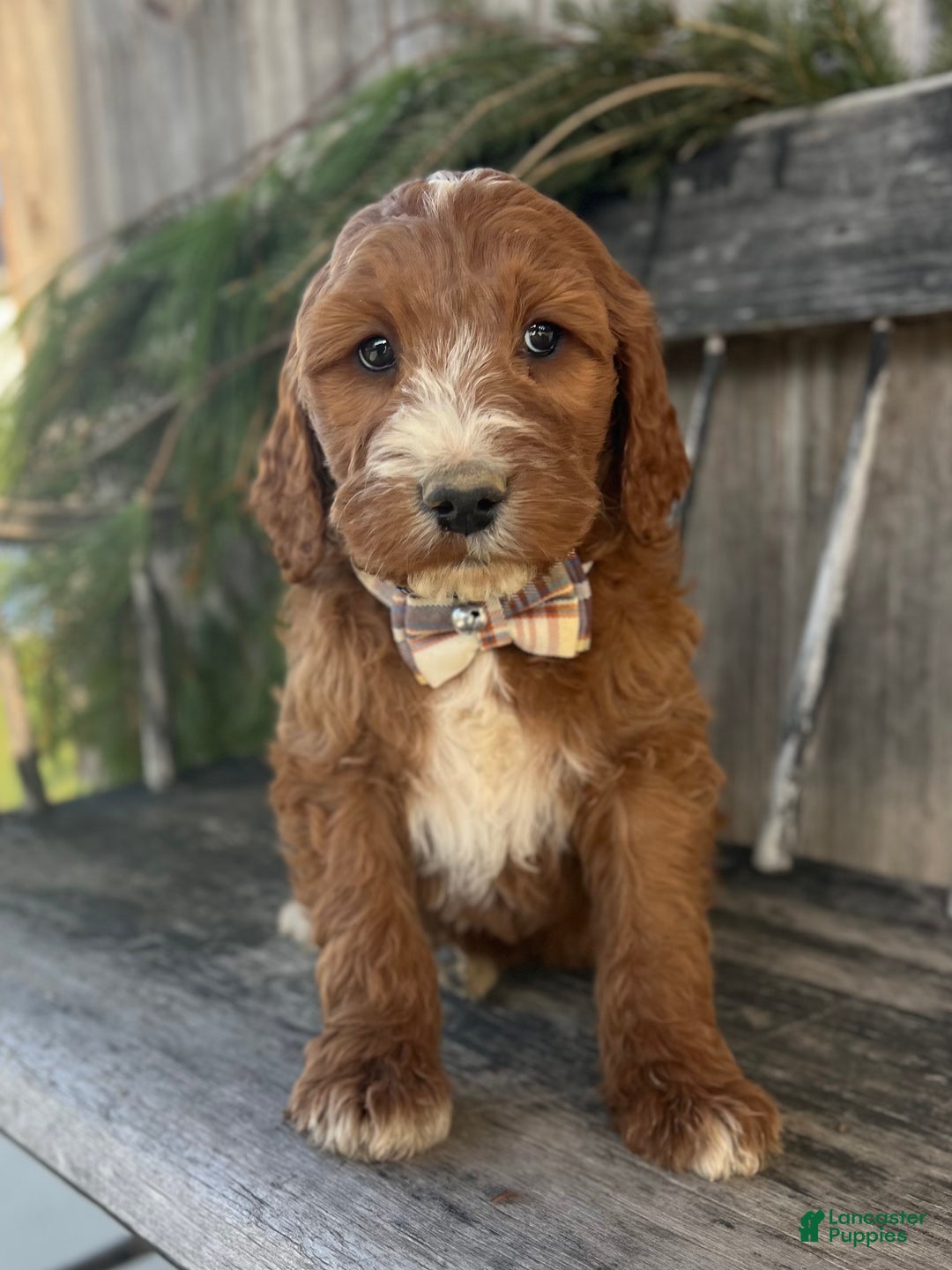 Irish Doodle dogs for sale: Nicholas  - Ad 7