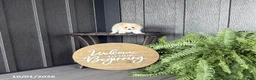 Pomeranian dogs for sale: Sari - Ad 4