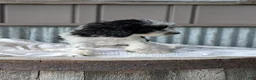 Cockapoo dogs for sale: Hunter - Ad 7