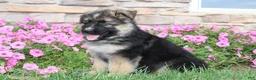 German Shepherd dogs for sale: Hunter - Ad 6