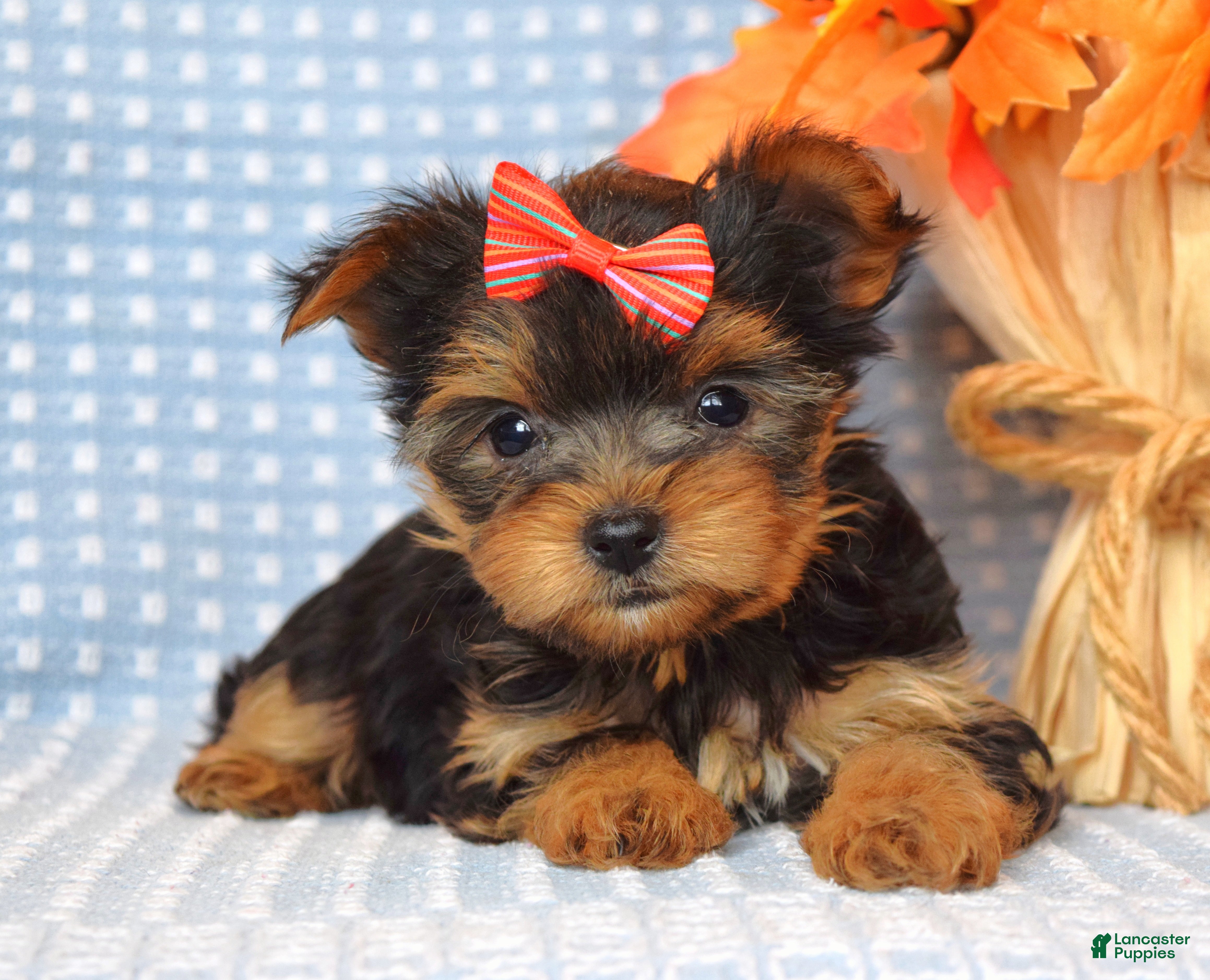 Yorkshire Terrier dogs Carly  - Ad 37