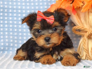 Yorkshire Terrier dogs Carly - Ad 35