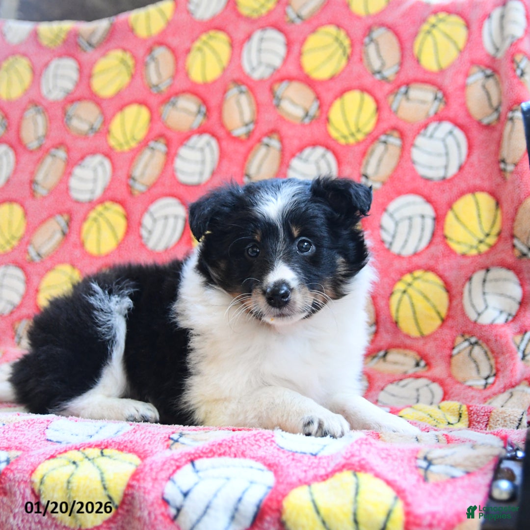 Shetland Sheepdog dogs for sale: Dream  - Ad 5