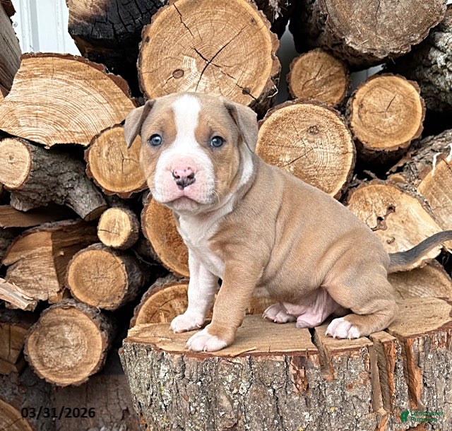 Mixed Breed dogs Sebastian - Ad 1