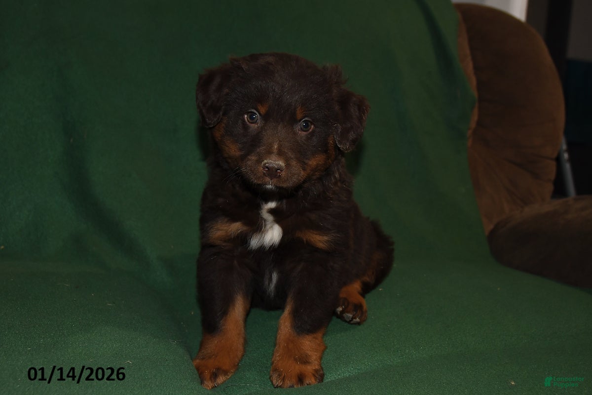 Mixed Breed dogs Blaze - Ad 38