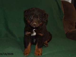 Mixed Breed dogs Blaze - Ad 34
