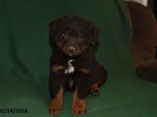 Mixed Breed dogs Blaze - Ad 32