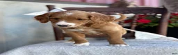 Goldendoodle dogs for sale: Cassia - Ad 7