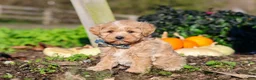 Maltipoo dogs for sale: Weston - Ad 4