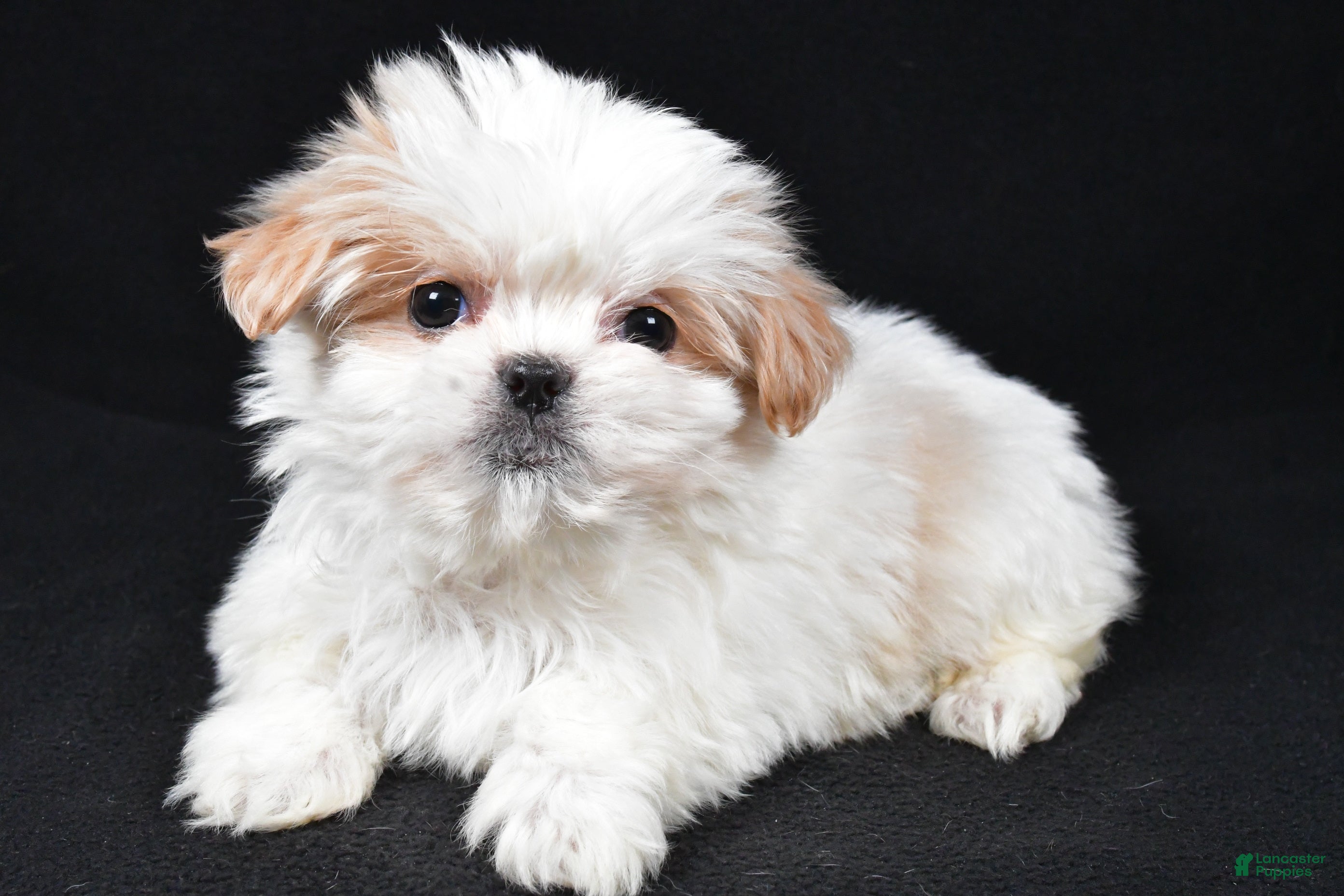 Malshi dogs Kylie - Ad 22