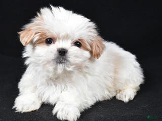 Malshi dogs Kylie - Ad 18