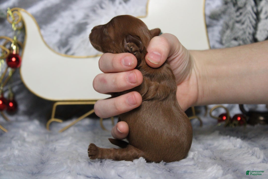 Cavapoo dogs for sale: Honey - Ad 10