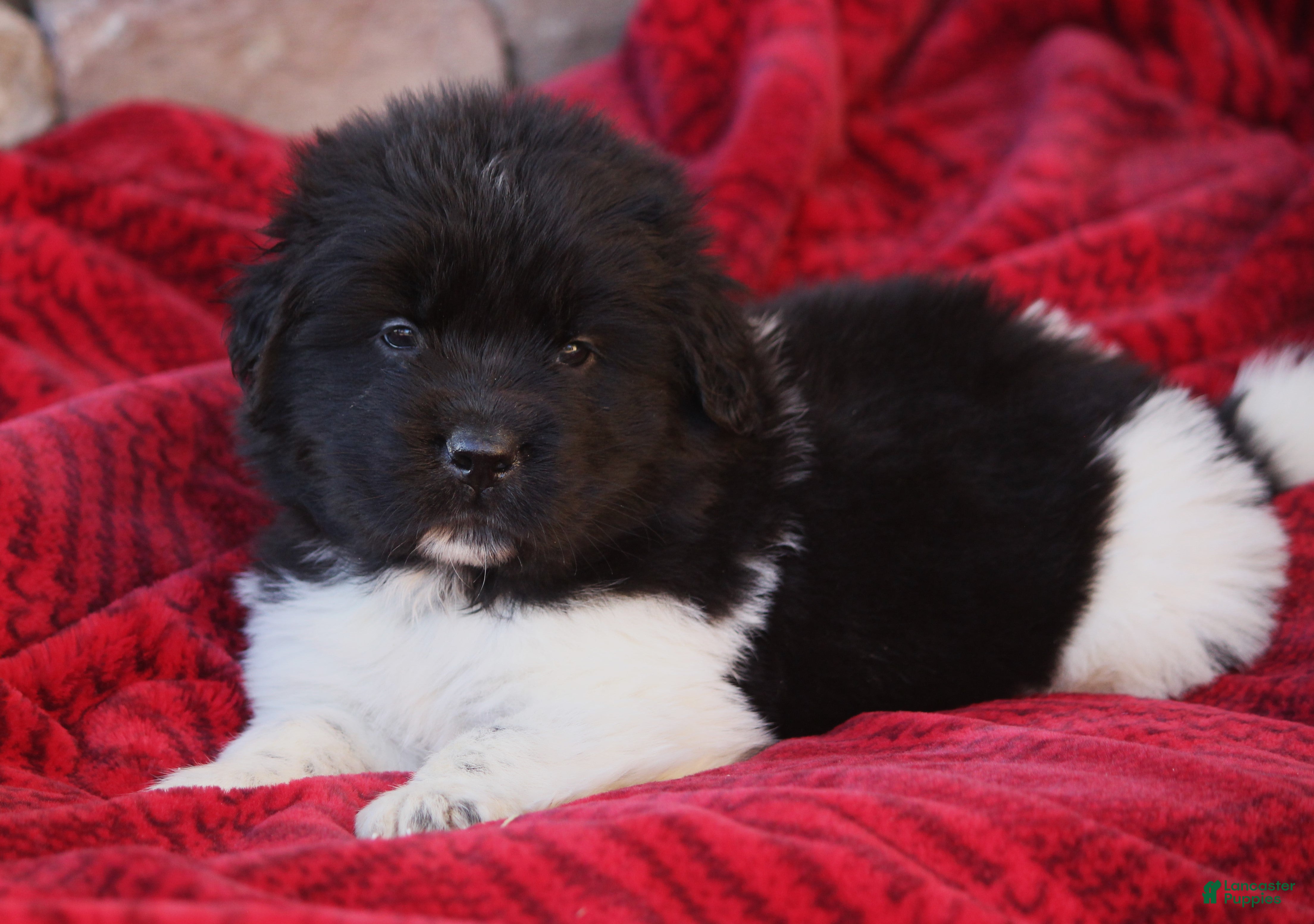 Newfoundland dogs Parker - Ad 3