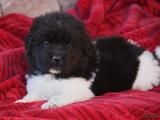 Newfoundland dogs Parker - Ad 15