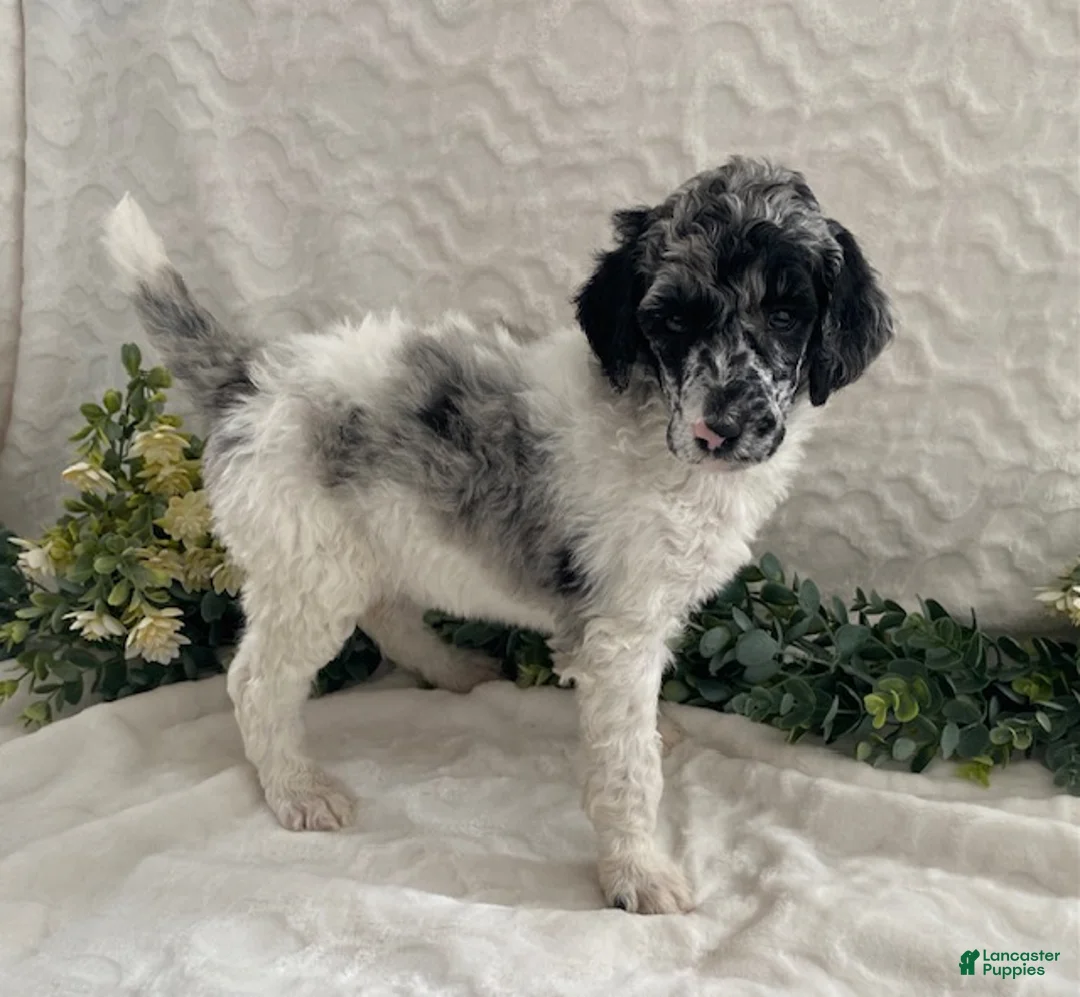Standard Poodle dogs for sale: Kelsey- genetic clear - Ad 4