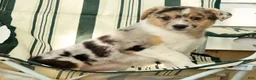Australian Shepherd dogs for sale: Twilight - Ad 7
