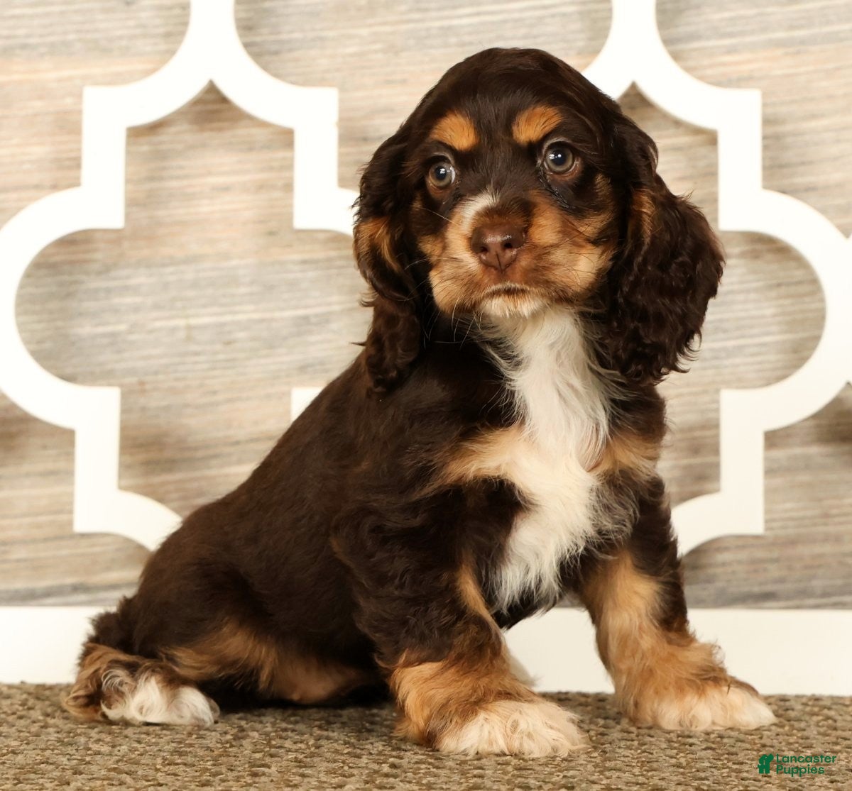 Cocker Spaniel dogs Lucy - Ad 2