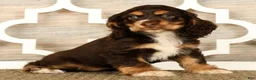 Cocker Spaniel dogs for sale: Lucy - Ad 2