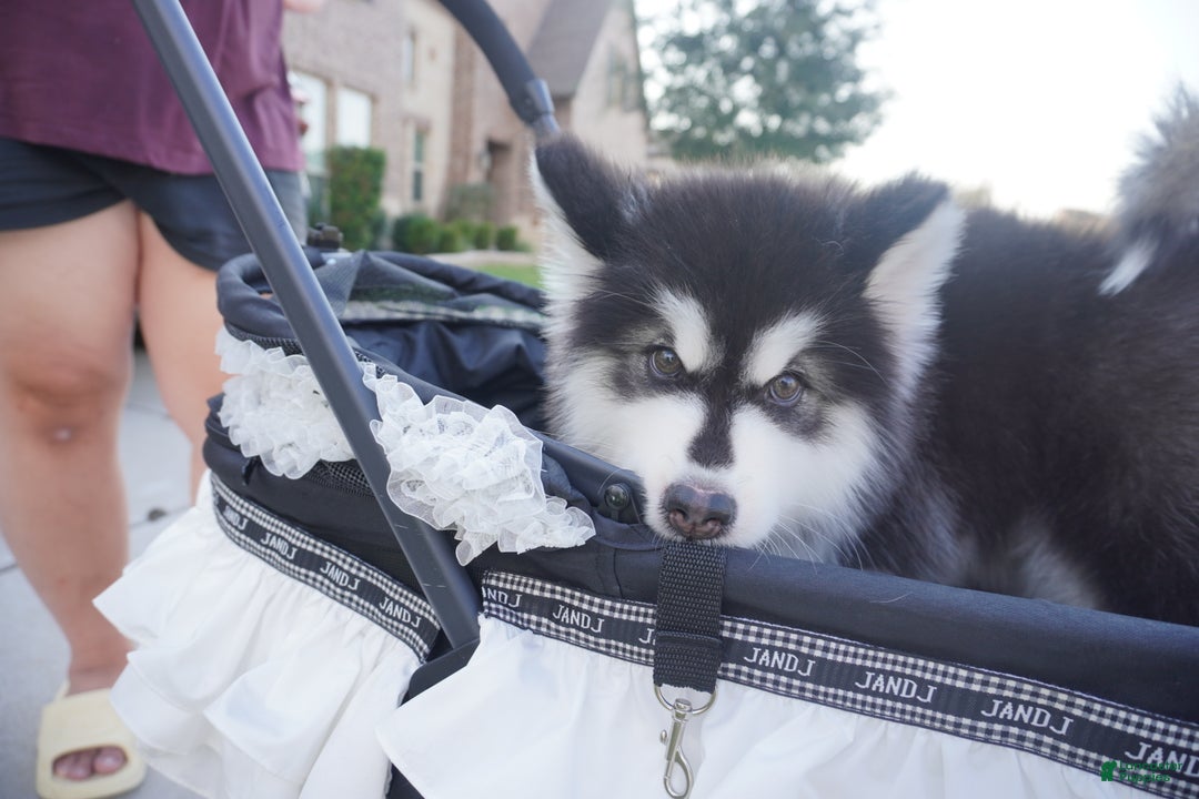Alaskan Malamute dogs for sale: Xiao Zi - Ad 22