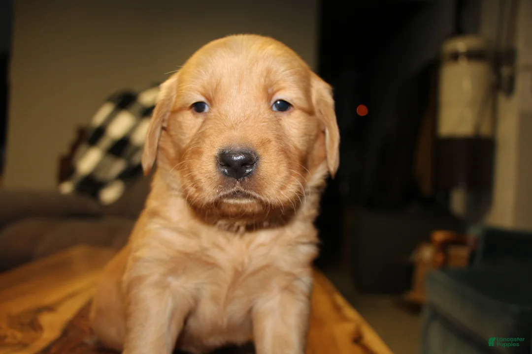 Golden Retriever dogs for sale: Rook - Ad 4