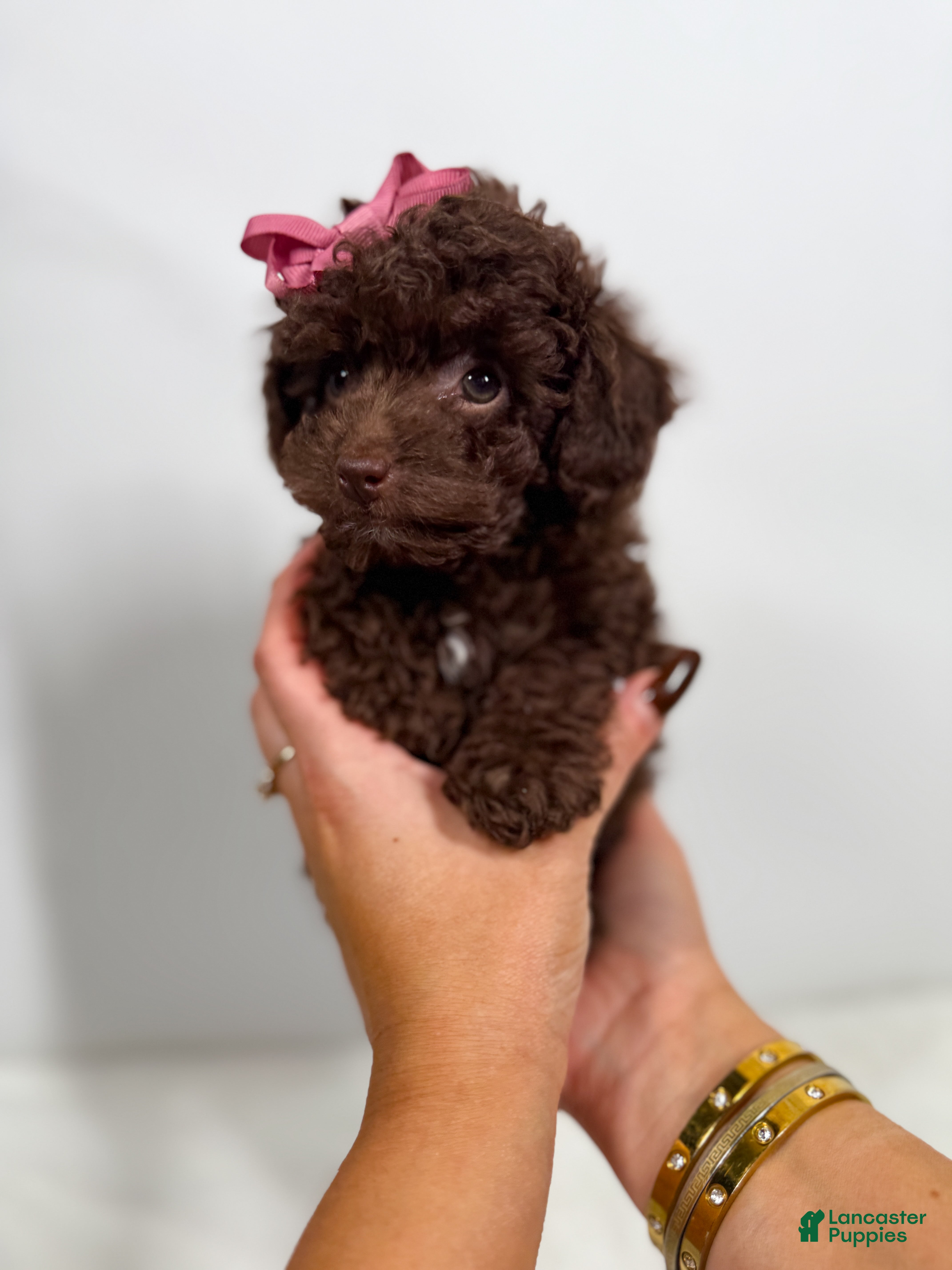 Toy Poodle dogs Tiny Velvet - Ad 1
