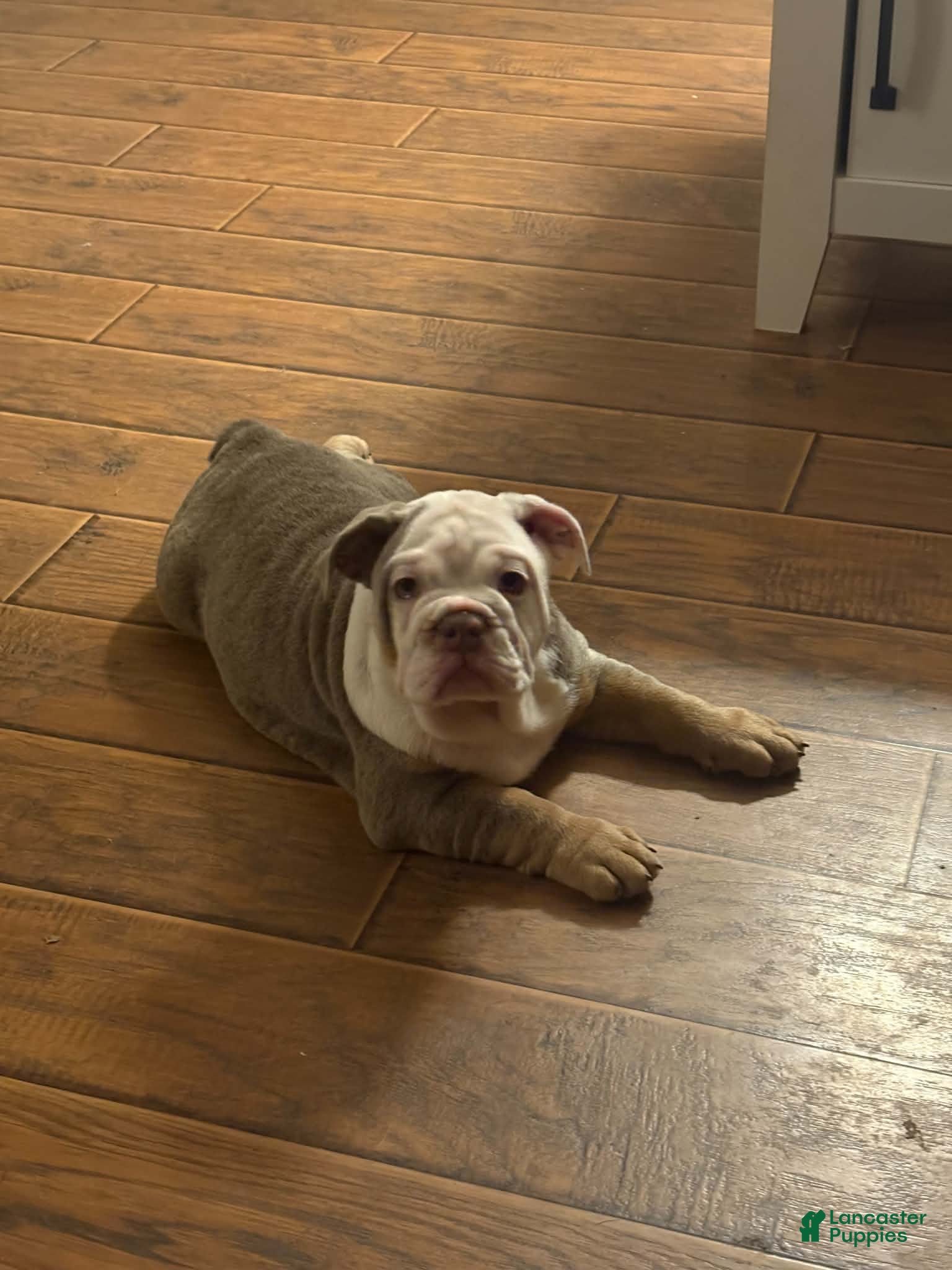 English Bulldog dogs English Bulldog 1 - Ad 2