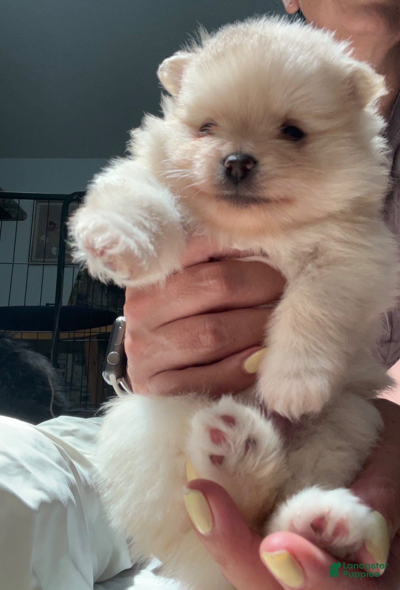 Pomeranian dogs Prince - Ad 2