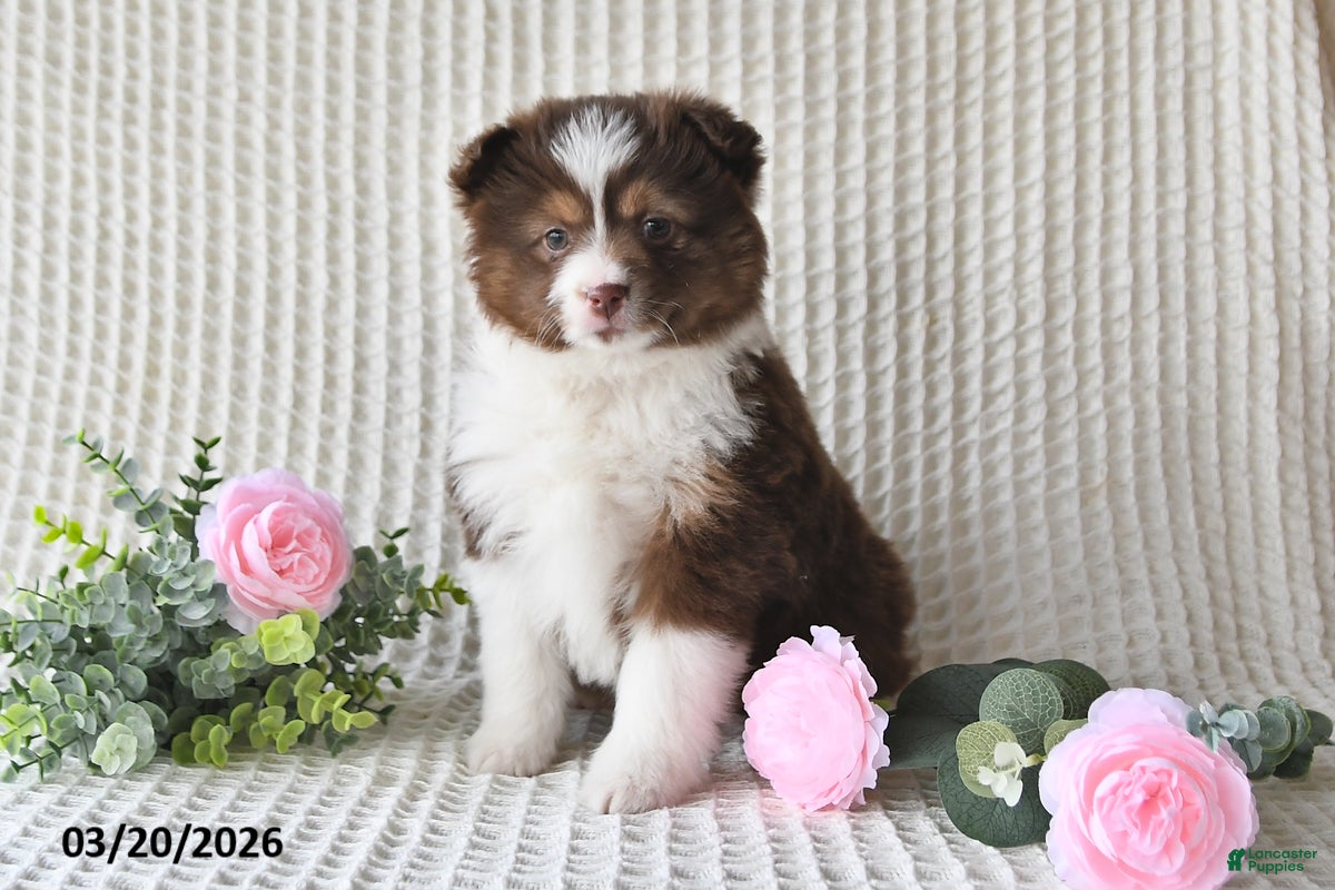 Miniature Australian Shepherd dogs Frances - Ad 2