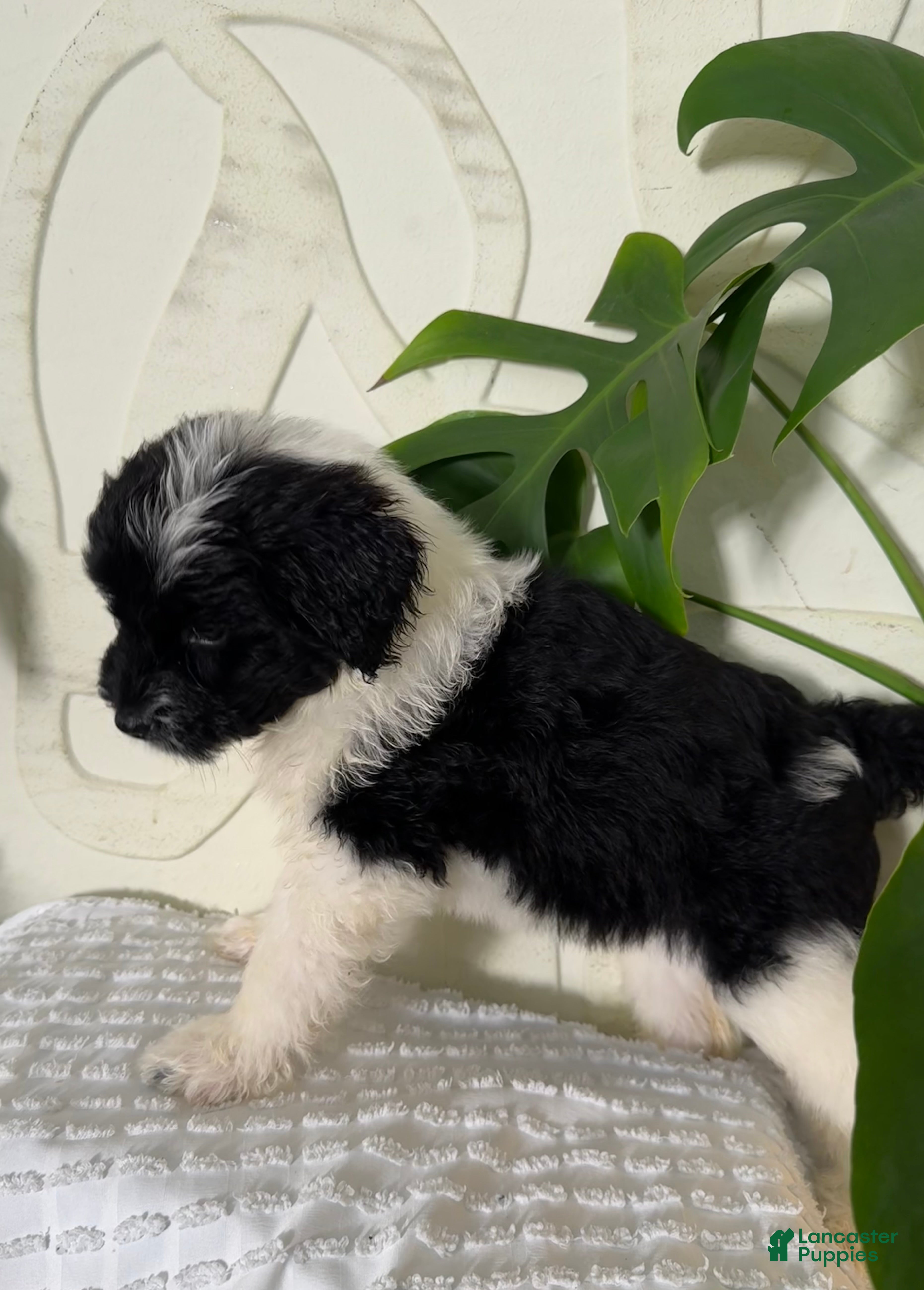 Mixed Breed dogs Mixed Breed Puppy 3 - Ad 22