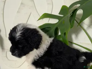 Mixed Breed dogs Mixed Breed Puppy 3 - Ad 22