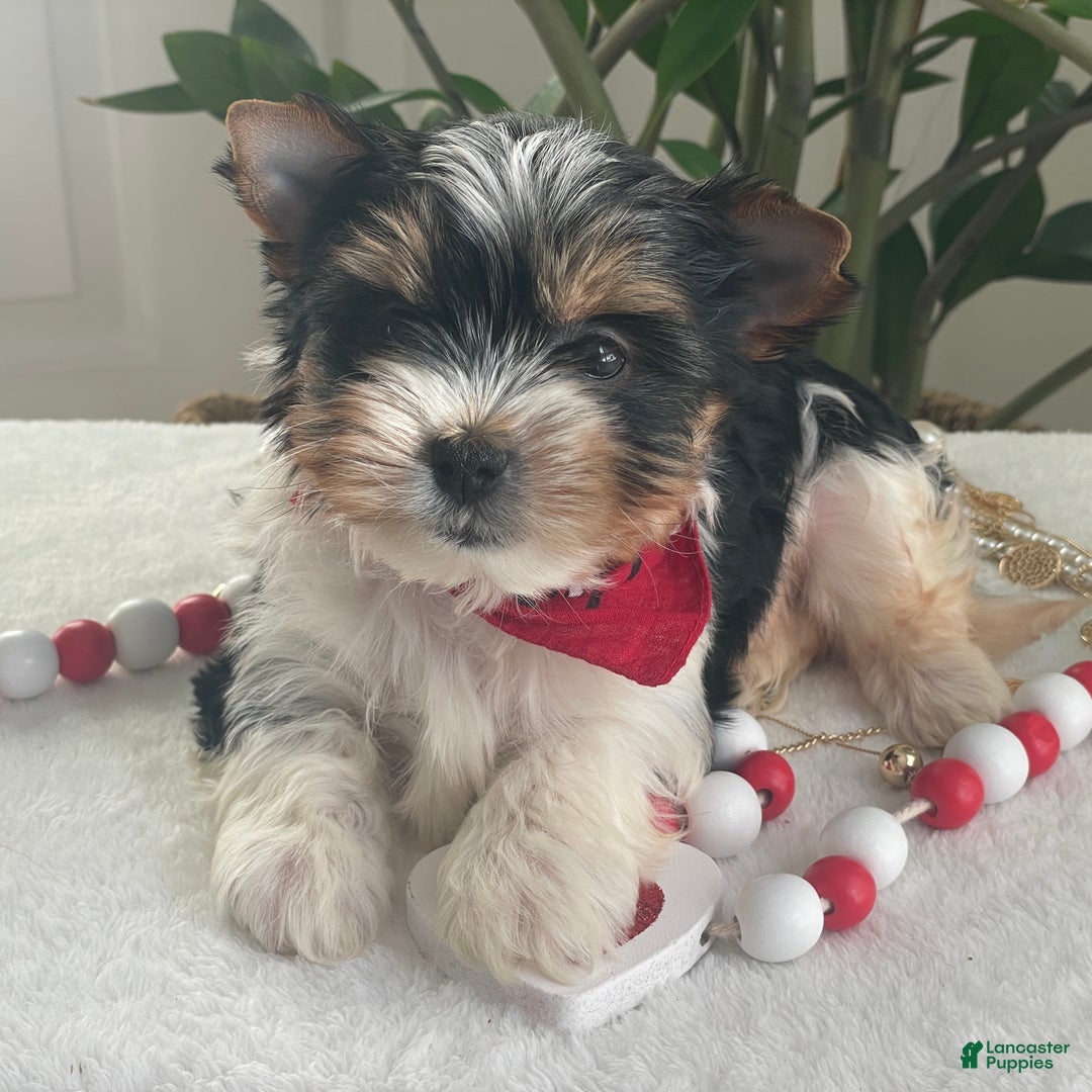 Biewer Terrier dogs for sale: Trey - Ad 1