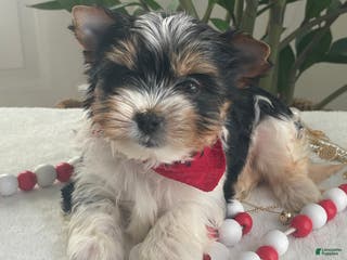 Biewer Terrier dogs Trey - Ad 1