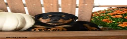 Rottweiler dogs for sale: Pogo - Ad 5
