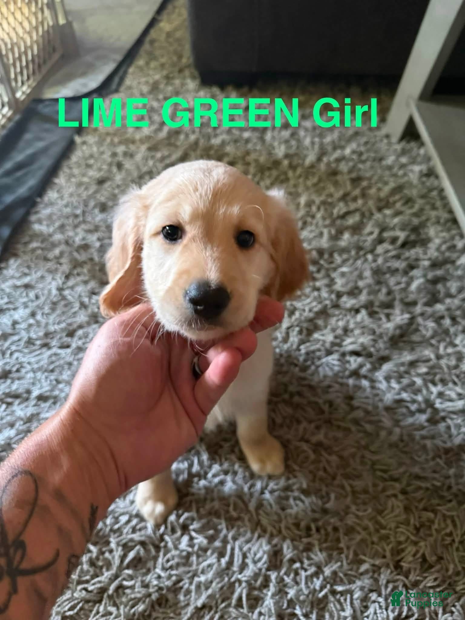 Goldendoodle dogs Goldendoodle 3 - Ad 7