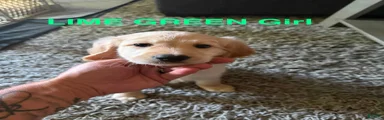 Goldendoodle 3