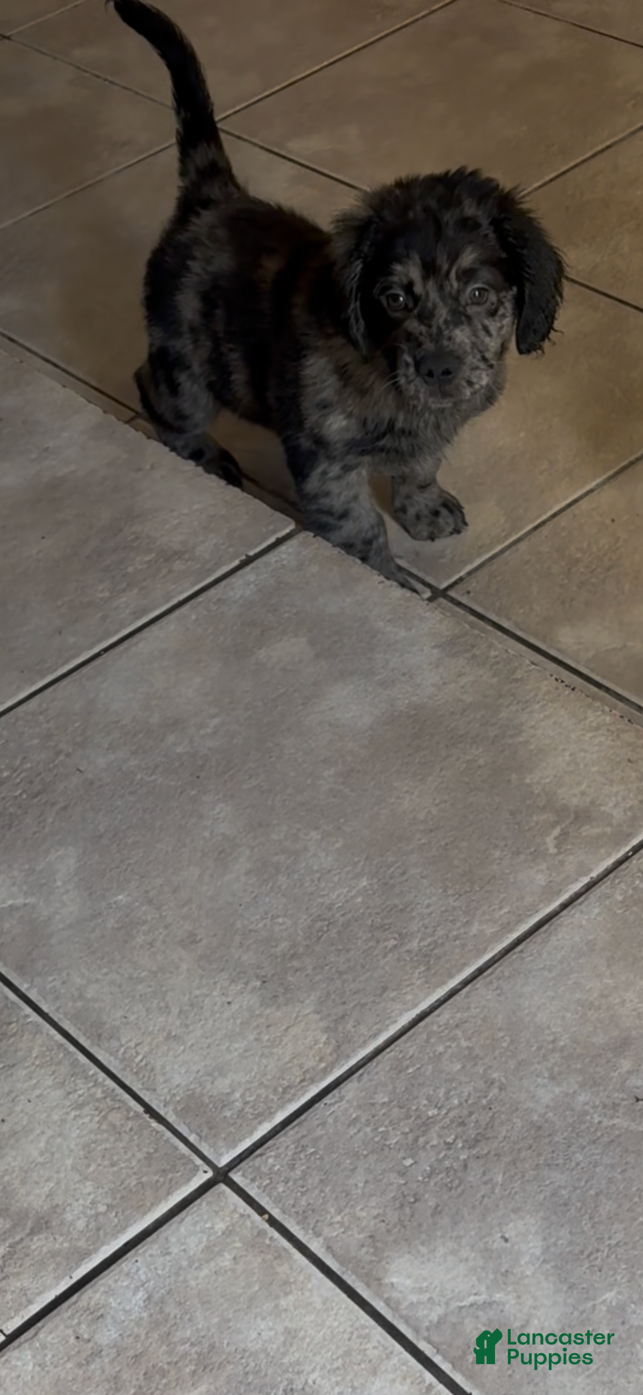 Goldendoodle dogs Goldendoodle Puppy 3 - Ad 12