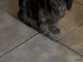 Goldendoodle dogs Goldendoodle Puppy 3 - Ad 12